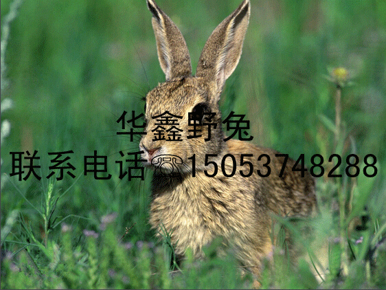 ɽҰ÷NI